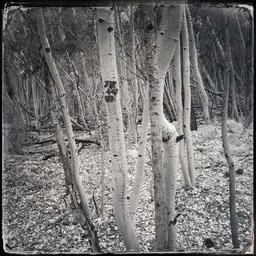 Aspens1