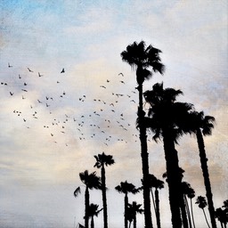 Impression Palms Final